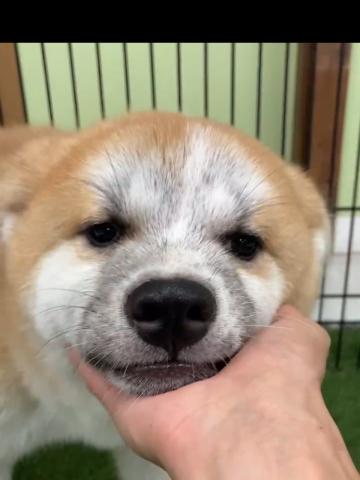 秋田犬 小町