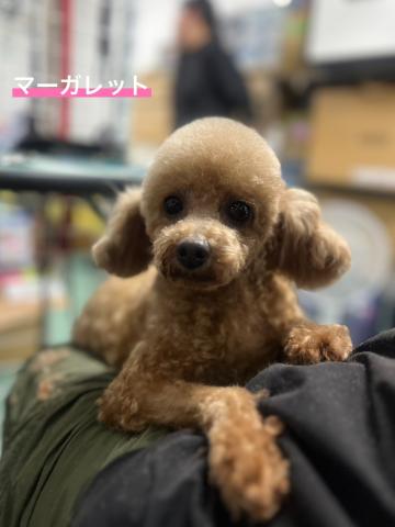 トイ・プードル マーガレット