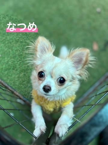 チワワ なつめ