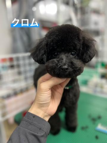 トイ・プードル クロム