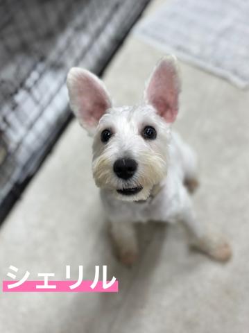 ミニチュア・シュナウザー シェリル