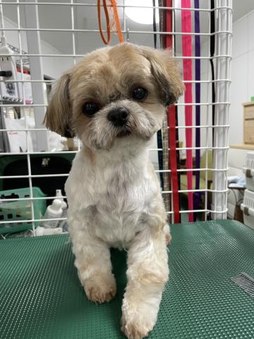 シーズー たんぽぽ