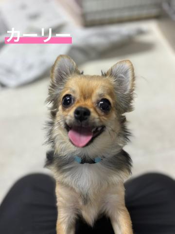 チワワ カーリー