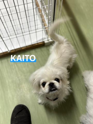 ペキニーズ KAITO