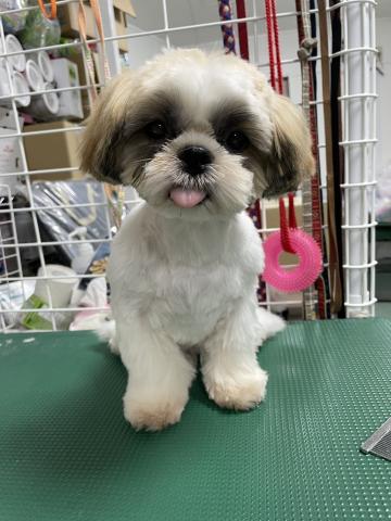 シーズー シンシン