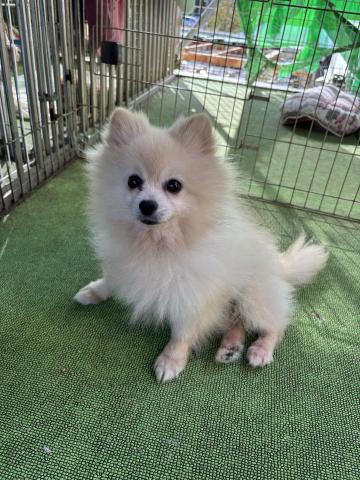 ポメラニアン アダム