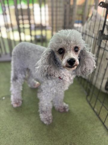 トイ・プードル シルビア