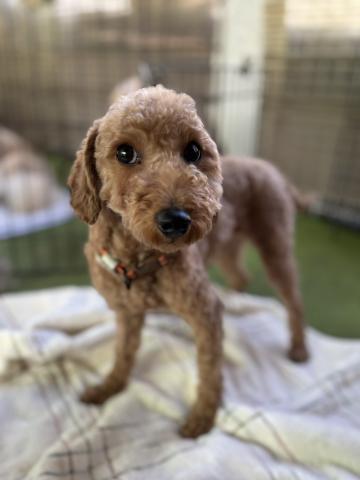 トイ・プードル ベリテ