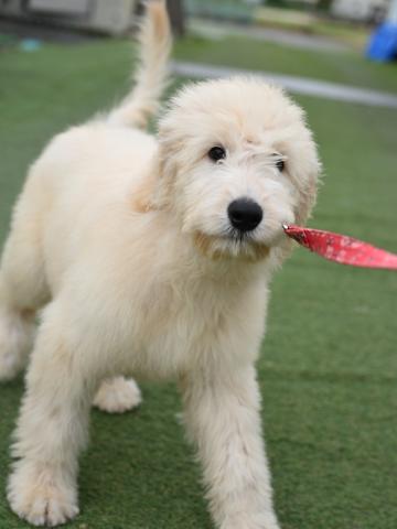 不明(大型） だいだい