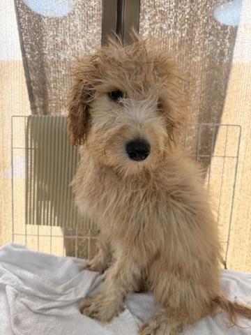 MIX(大型） ララ