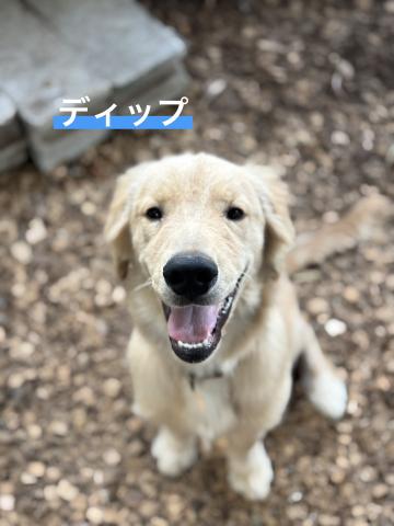 ゴールデン・レトリバー ディップ