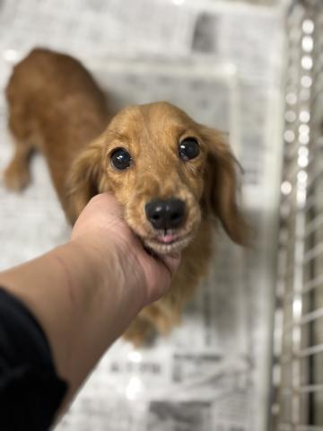 ミニチュア・ダックス ダリア