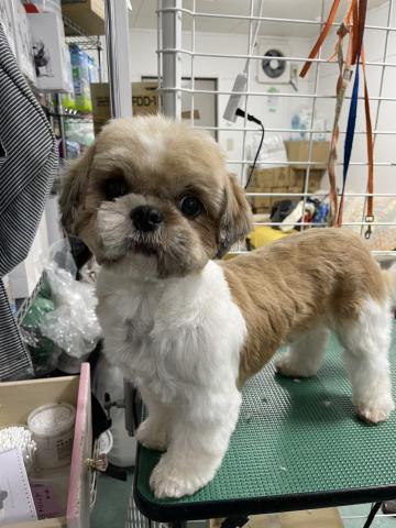 シーズー シシリア