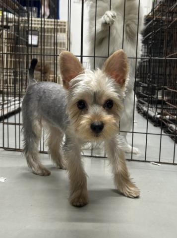 ヨークシャ・テリア シャロン