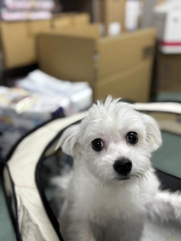 MIX(小型） マルチナ