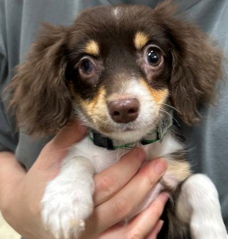 MIX(小型） ダッシュ