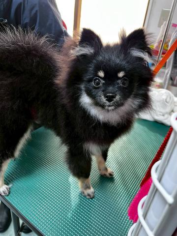 ポメラニアン ポメット