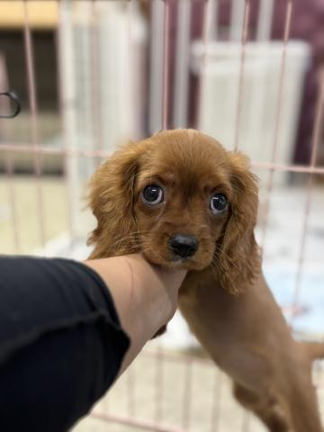 キャバリア キャンディ