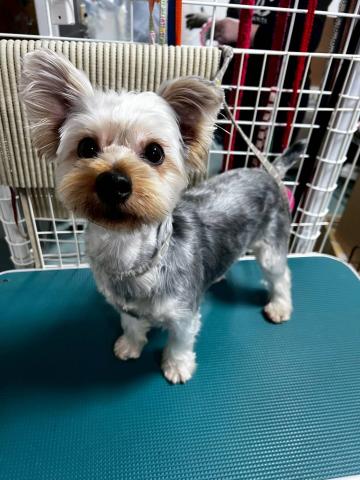 ヨークシャ・テリア キーナ