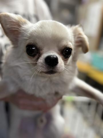 チワワ 純