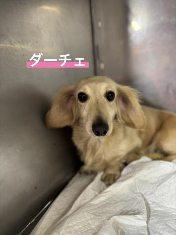 ミニチュア・ダックス ダーチェ