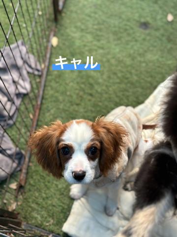 キャバリア キャル