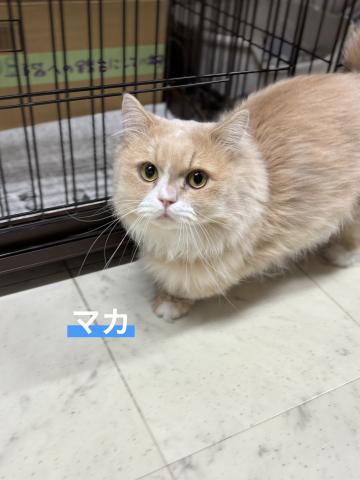 ミヌエット マカ