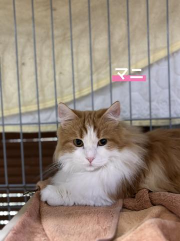 マンチカン マニ