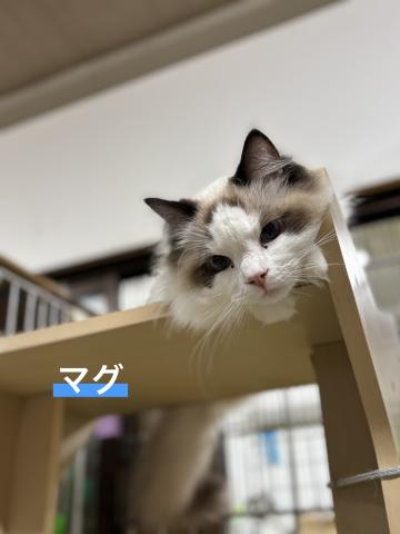 ラグドール マグ