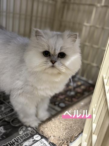 ペルシャ ペルル