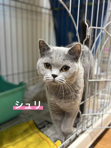 ブリティッシュショートヘアー シュリ