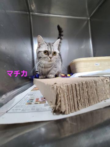 マンチカン マチカ