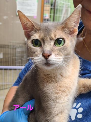 アビシニアン アール