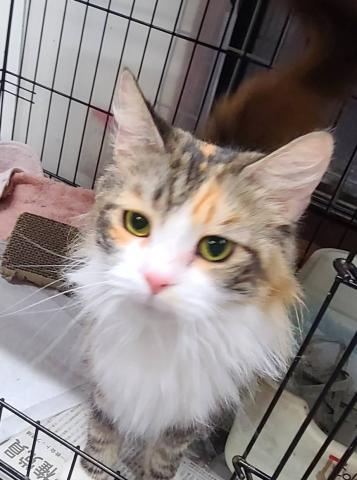 ノルウェージャンフォレストキャット ジャンヌ