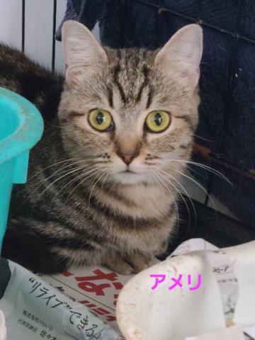 マンチカン アメリ