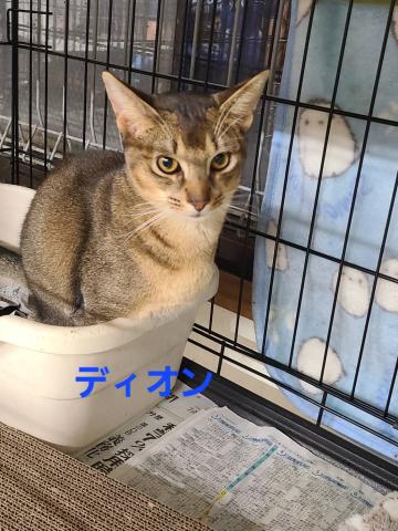 アビシニアン ディオン