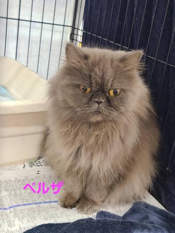 ペルシャ ペルザ