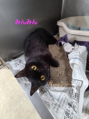 マンチカン みんみん