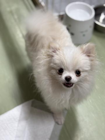 ポメラニアン ポッポ