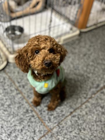 トイ・プードル ロン