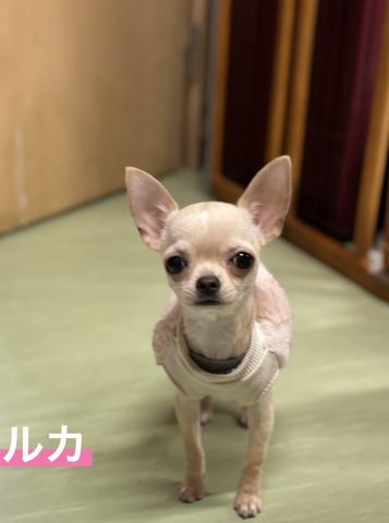 チワワ ルカ