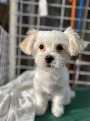 MIX(小型） もっちー