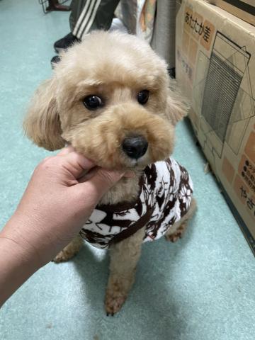 トイ・プードル リンネ