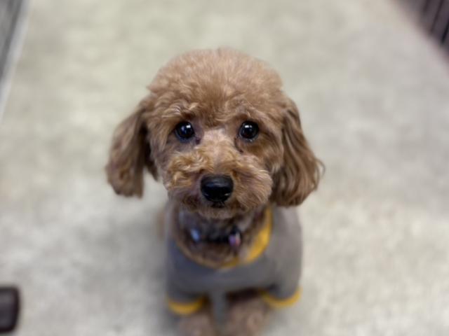 トイ・プードル マーサ