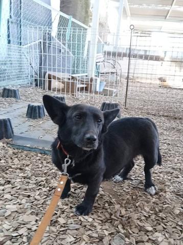 MIX(中型） ラブミー