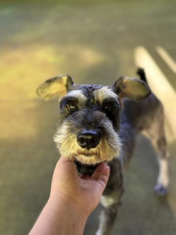 ミニチュア・シュナウザー シュガー