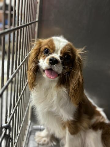 キャバリア キャスティ