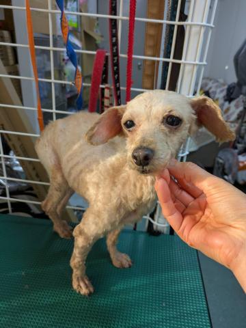 トイ・プードル アリサ