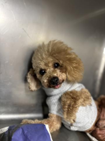 トイ・プードル イアン