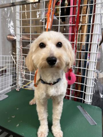 MIX(小型） ナナ